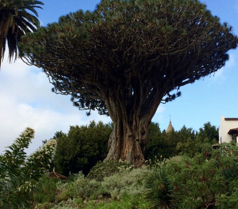 Messages reçus par la nature lors notre séjour à Tenerife