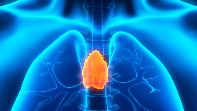 L’effet rajeunissant du thymus