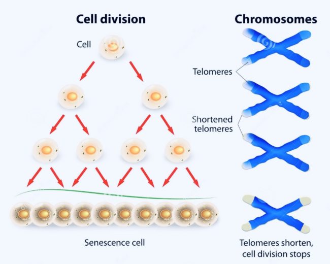 Télomères : l’horloge biologique dans notre génétique